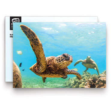 Honor Card Wildlife - Image of sea turtles