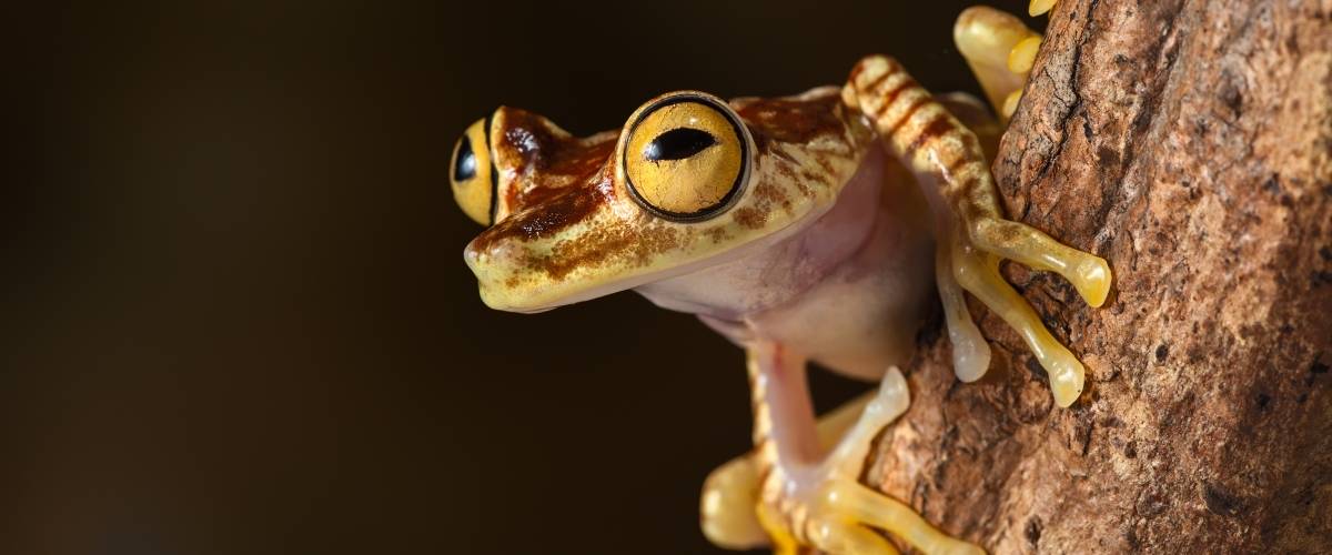 close-up of a tree frog on a branch