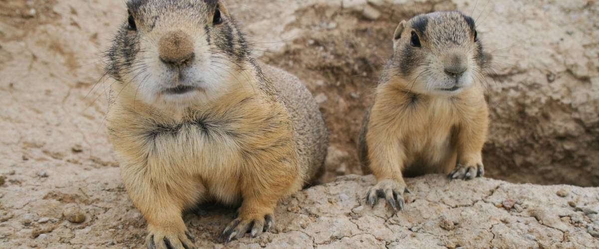 do prairie dogs get along with other pets