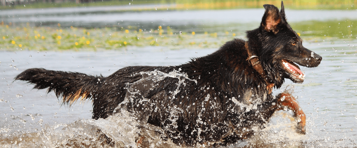 Dealing With Diarrhea In Dogs And Why Can T They Just Go On The