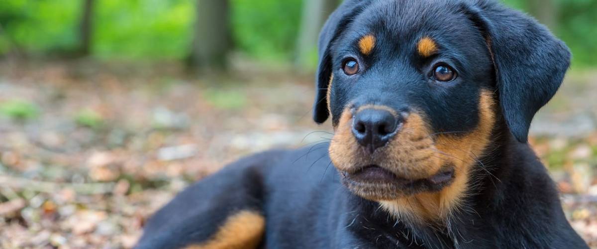 parvovirus rottweiler