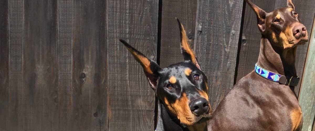 Dcm sales free doberman