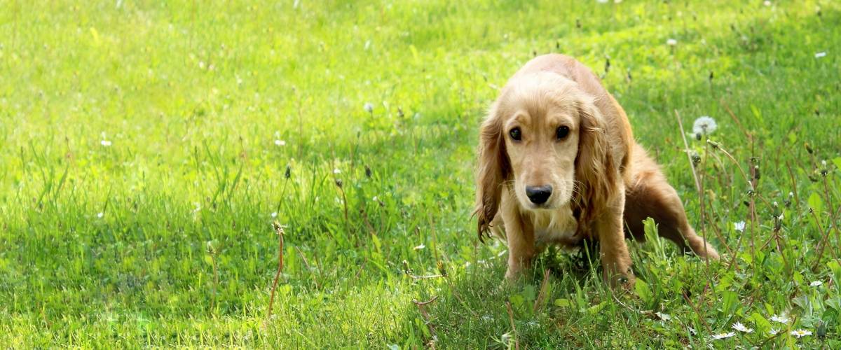 antibiotics for uti in dogs