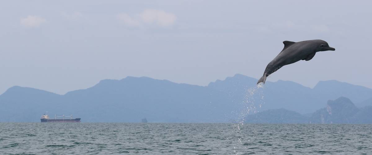Dolphin jumping out of the ocean
