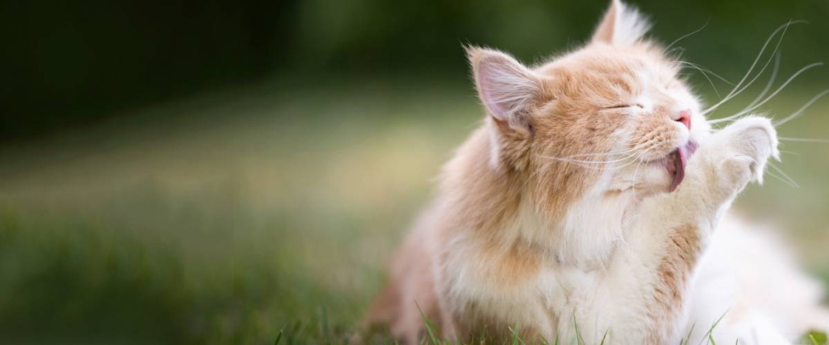 Everything You Need to Know About Hairballs and Cats | Morris Animal Foundation