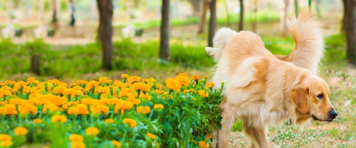 how common is uti in dogs
