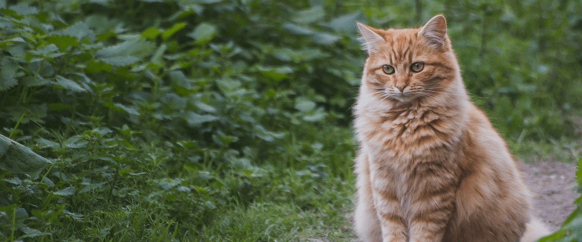 Toxoplasmosis: Can you catch crazy cat lady syndrome? – NU Sci Magazine