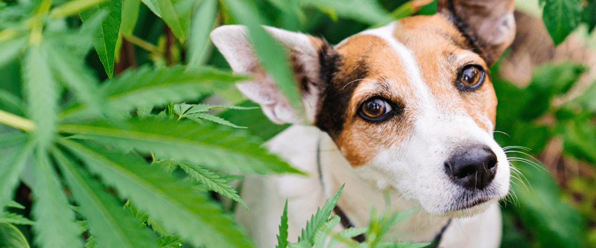 Pet Poison Prevention: Understanding Marijuana Toxicity in Pets
