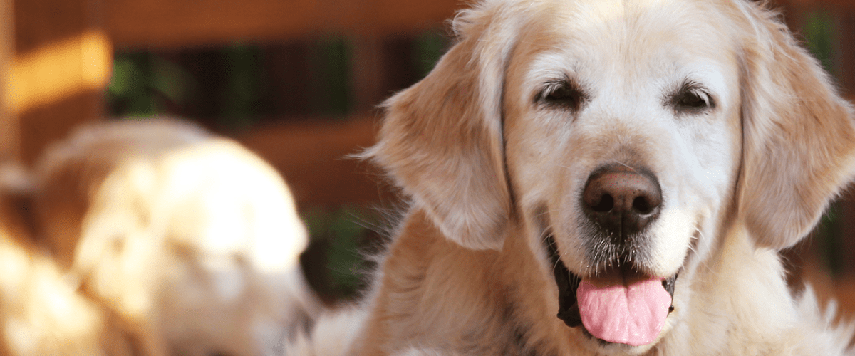Best 500+ Golden Retriever Puppy Pictures