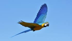 Macaw flying in the sky