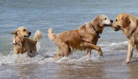 Dogs and Water and Water-borne Diseases – A Summertime Tradition