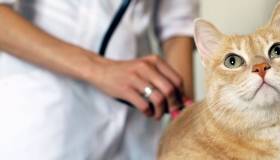 Cat being examined by veterinarian 