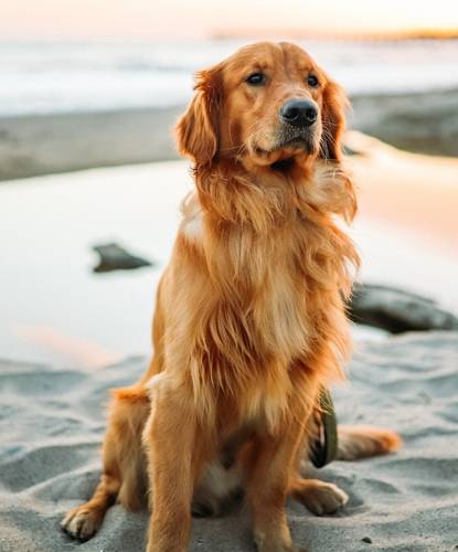Golden Retriever
