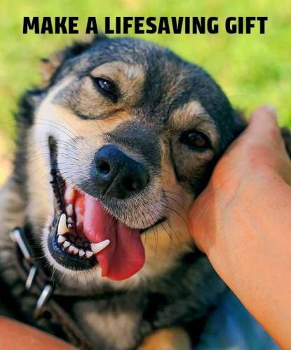 Dog Image - Make a Lifesaving Gift