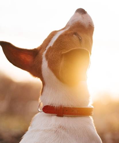 Jack Russell terrier with a red collar looking into the sunlight