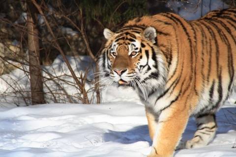 photo of a tiger walking in snow