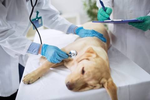 puppy on a veterinary table with two doctors examining it