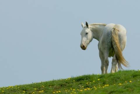 photo of white horse in a field