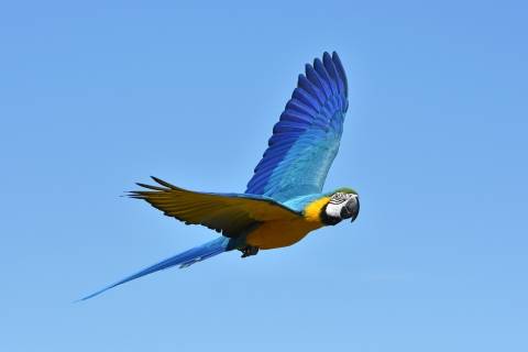 Macaw flying in the sky