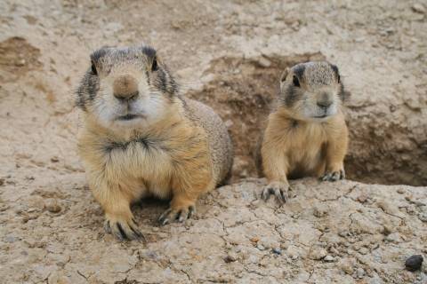 two prarie dogs coming out of a hole