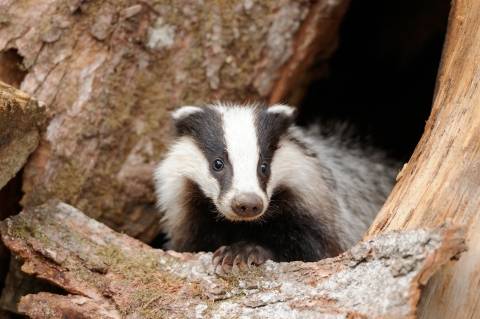 photo of badger coming out of a hole