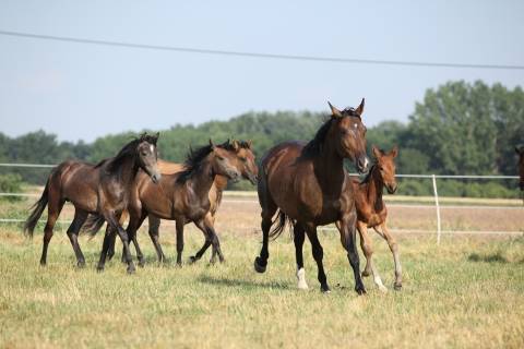 five brown horses running in a field