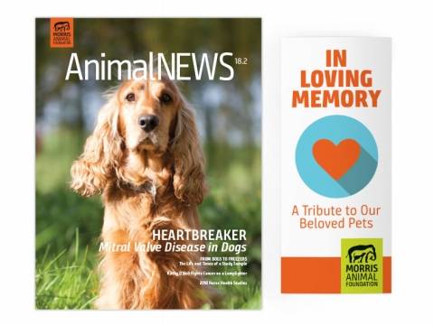 Image of the Animal News Pamphlet Cover