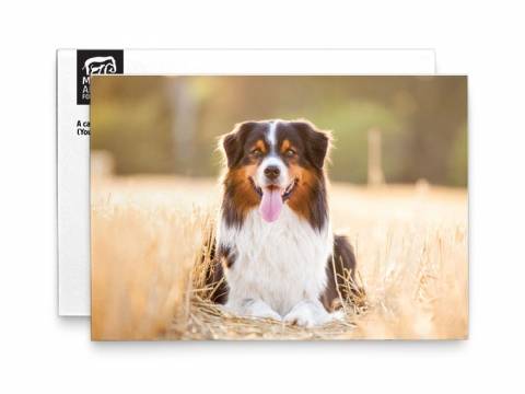 Image of front of the Dog Photo Honor Card 