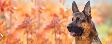 German shepherd dog next to autumn leaves