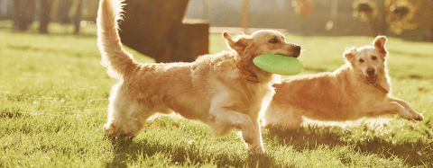 2 golden retrievers running and chasing a frisbee