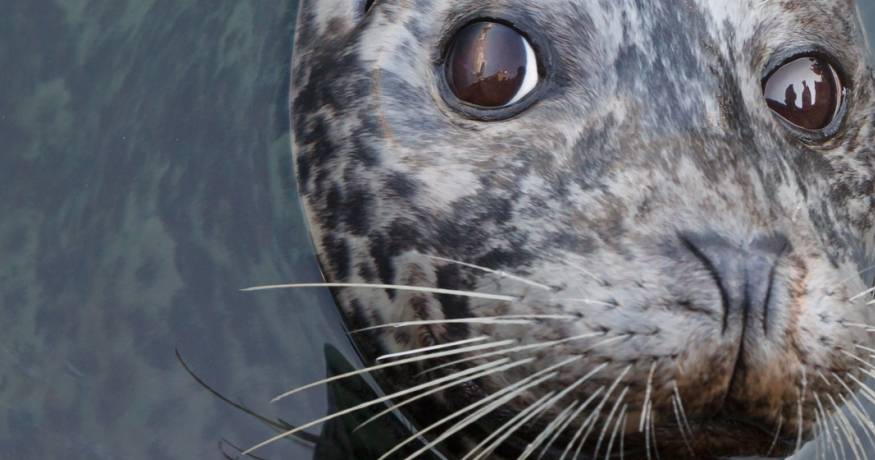 Seal