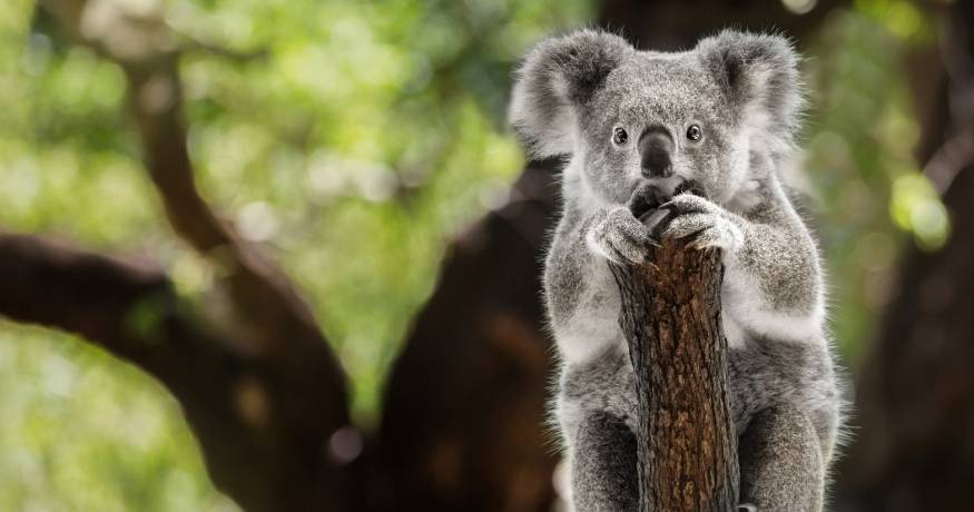 Koala