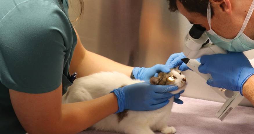 Cat with Veterinarian