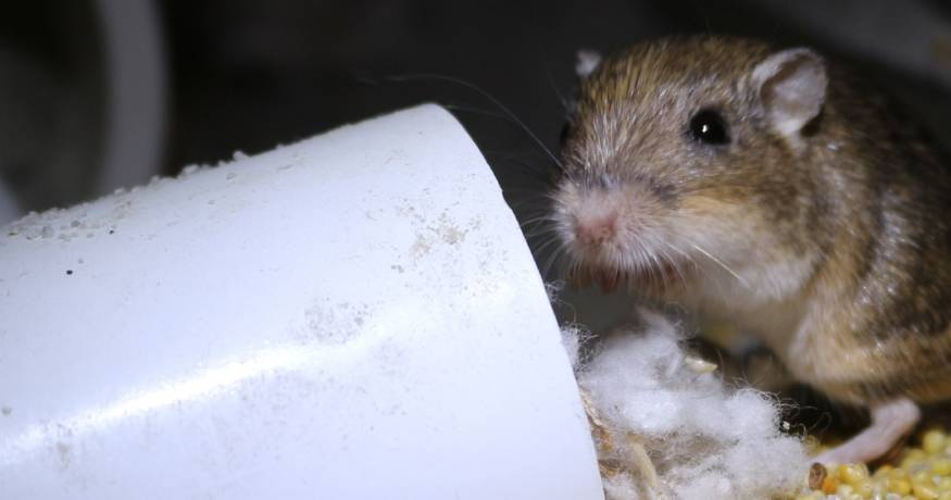 Pacific Pocket Mouse